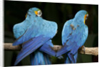 Blue-and-gold Macaws at Zoo Ave Park by Anonymous
