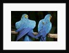 Blue-and-gold Macaws at Zoo Ave Park by Anonymous