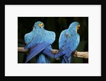 Blue-and-gold Macaws at Zoo Ave Park by Anonymous