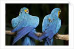 Blue-and-gold Macaws at Zoo Ave Park by Anonymous