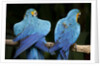 Blue-and-gold Macaws at Zoo Ave Park by Anonymous