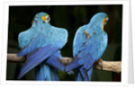 Blue-and-gold Macaws at Zoo Ave Park by Anonymous