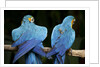 Blue-and-gold Macaws at Zoo Ave Park by Anonymous