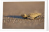 Hatchling Sea Turtle on the Beach in Costa Rica by Anonymous