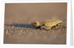 Hatchling Sea Turtle on the Beach in Costa Rica by Anonymous