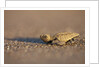 Hatchling Sea Turtle on the Beach in Costa Rica by Anonymous