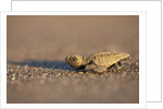 Hatchling Sea Turtle on the Beach in Costa Rica by Anonymous