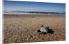 Hatchling Sea Turtle Heads to the Ocean by Anonymous