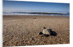 Hatchling Sea Turtle Heads to the Ocean by Anonymous