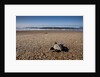 Hatchling Sea Turtle Heads to the Ocean by Anonymous