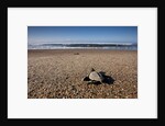 Hatchling Sea Turtle Heads to the Ocean by Anonymous