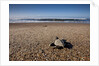 Hatchling Sea Turtle Heads to the Ocean by Anonymous