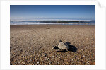 Hatchling Sea Turtle Heads to the Ocean by Anonymous