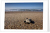 Hatchling Sea Turtle Heads to the Ocean by Anonymous
