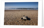 Hatchling Sea Turtle Heads to the Ocean by Anonymous