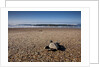 Hatchling Sea Turtle Heads to the Ocean by Anonymous