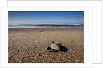 Hatchling Sea Turtle Heads to the Ocean by Anonymous