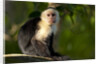 White-Faced Capuchin in a Tree in Manuel Antonio National Park by Anonymous