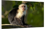 White-Faced Capuchin in a Tree in Manuel Antonio National Park by Anonymous