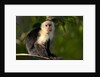 White-Faced Capuchin in a Tree in Manuel Antonio National Park by Anonymous