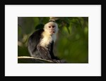 White-Faced Capuchin in a Tree in Manuel Antonio National Park by Anonymous