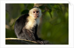 White-Faced Capuchin in a Tree in Manuel Antonio National Park by Anonymous