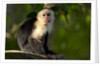 White-Faced Capuchin in a Tree in Manuel Antonio National Park by Anonymous