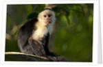 White-Faced Capuchin in a Tree in Manuel Antonio National Park by Anonymous