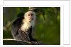White-Faced Capuchin in a Tree in Manuel Antonio National Park by Anonymous