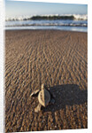 Hatchling Sea Turtle Heads to the Ocean by Anonymous