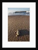 Hatchling Sea Turtle Heads to the Ocean by Anonymous