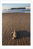 Hatchling Sea Turtle Heads to the Ocean by Anonymous