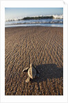 Hatchling Sea Turtle Heads to the Ocean by Anonymous