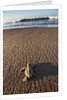 Hatchling Sea Turtle Heads to the Ocean by Anonymous