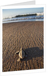 Hatchling Sea Turtle Heads to the Ocean by Anonymous