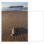 Hatchling Sea Turtle Heads to the Ocean by Anonymous