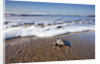 Hatchling Sea Turtle Heads to the Ocean by Anonymous
