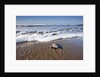 Hatchling Sea Turtle Heads to the Ocean by Anonymous