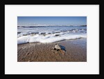 Hatchling Sea Turtle Heads to the Ocean by Anonymous