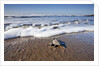 Hatchling Sea Turtle Heads to the Ocean by Anonymous
