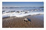 Hatchling Sea Turtle Heads to the Ocean by Anonymous