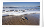 Hatchling Sea Turtle Heads to the Ocean by Anonymous