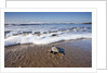 Hatchling Sea Turtle Heads to the Ocean by Anonymous