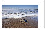 Hatchling Sea Turtle Heads to the Ocean by Anonymous