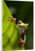 Red-eyed tree frog on leaf by Anonymous
