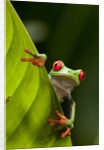 Red-eyed tree frog on leaf by Anonymous