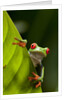 Red-eyed tree frog on leaf by Anonymous