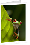 Red-eyed tree frog on leaf by Anonymous
