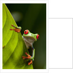 Red-eyed tree frog on leaf by Anonymous