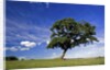 Lone tree at a meadow below a sunny blue sky by Anonymous